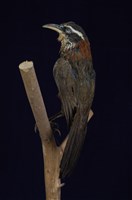 藏品(小彎嘴)的圖片